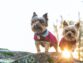 Yorkies terrier – Full Profile, History, and Care