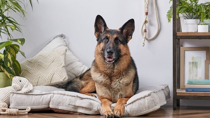 Choosing the Best Breed of German shepherd Puppy as a Pet