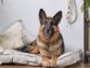 Choosing the Best Breed of German shepherd Puppy as a Pet