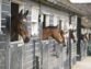 What You Should Know About Boarding Your Horse