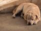 What your Pets Skin Issues Might Indicate