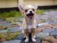 Aggressive Dog Breeds You Think Are Cute