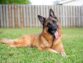 4 Reasons a German Shepherd Makes a Great Pet