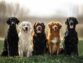 Here are Things to Consider before Dog Breeding