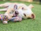 Three Things to Look for When Choosing Doggy Daycare