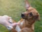 Improving Your Dog’s Quality of Life