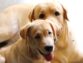 3 Great Dog Breeds for Families with Kids