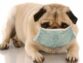 How Long Is Kennel Cough Contagious