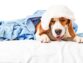 Kennel Cough How Long to Isolate