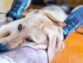The Easier Ways to do Pet Euthanasia at Home