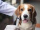 Can My Dog Get Kennel Cough Even When Vaccinated