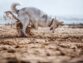 Why Do Dogs Dig Holes?