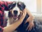 Tips On How To Care For A Dog