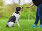 Dog Training Tips For First Time Dog Owners