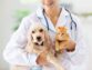 How Much Does Pet Insurance Usually Cost in 2022?