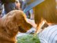 Choosing Dog Care for Your Dog