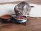 <strong>Understanding The Benefits Of Hypoallergenic Cat Food</strong>