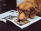<strong>Basic Training Tips for Your Dog</strong>