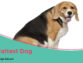 Do You Know About Fattest Dog in the World