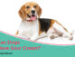 Can Dogs Have Sour Cream? Everything You Need to Know