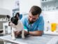 Choosing The Right Harness For Your French Bulldog