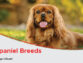 Spaniel Breeds: Versatility and Adaptability as Family Pets