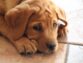 Tips for Managing Anxiety and Stress in Dogs You Care for as a Dog Sitter