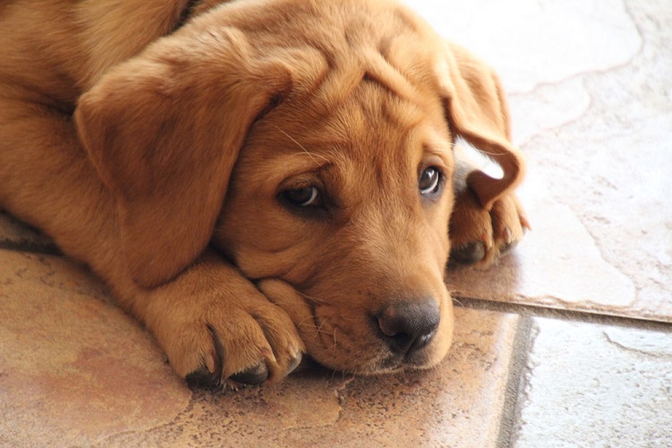 Stress in Dogs
