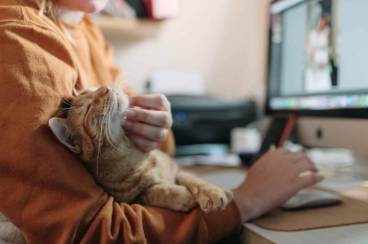 Cat Happy and Healthy