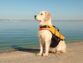 The Importance of a Service Dog Vest