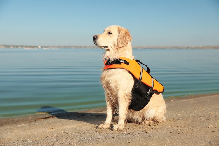 Dog Vest