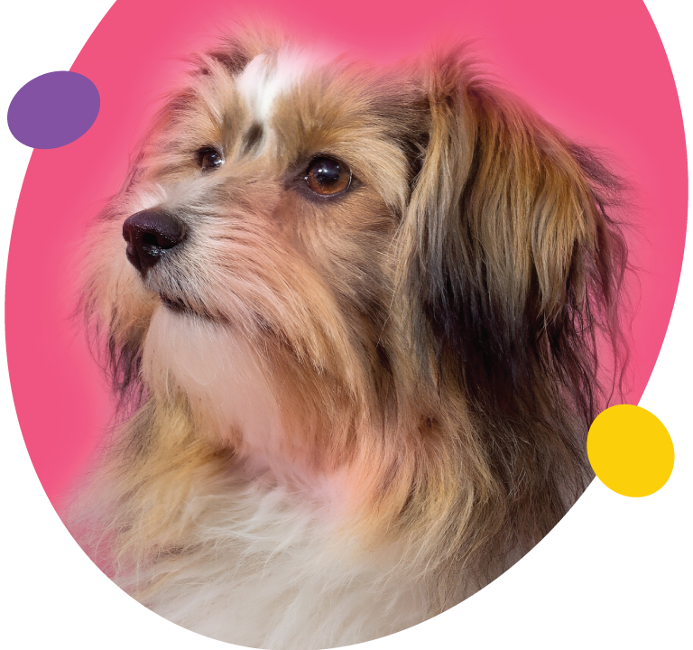 Dog banner
