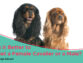 Is it Better to Get a Female Cavalier or a Male? A Comprehensive Guide
