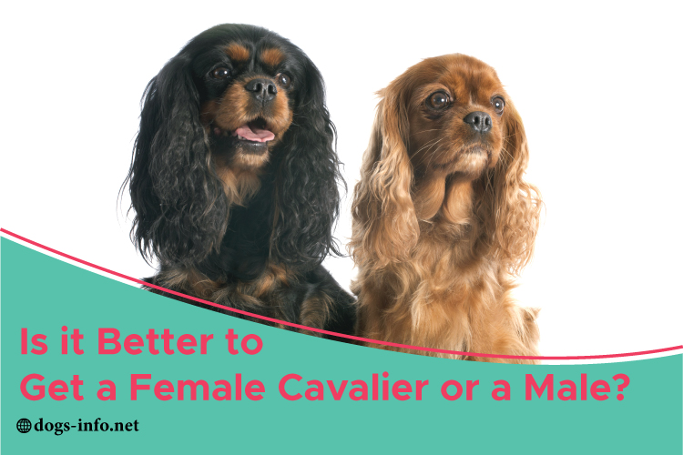 Is it Better to Get a Female Cavalier or a Male