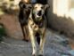 Learn About The Types Of Bargi Dogs