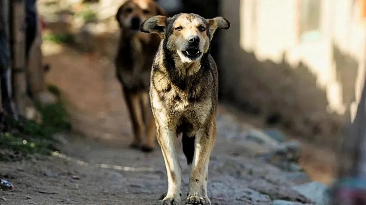 Bargi Dogs