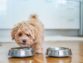 What Is The Best Food For Small Dogs?