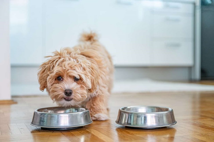 Best Food For Small Dogs