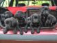 Types Of Black Dogs