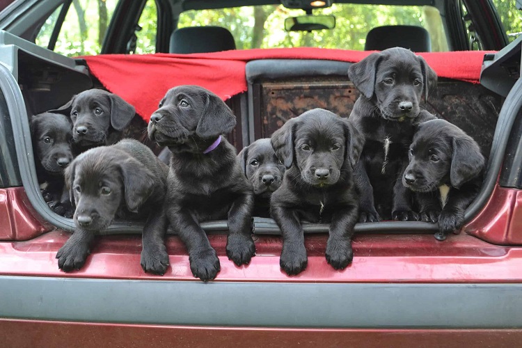Black Dogs