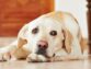 Calcium Deficiency In Dogs: Causes And Treatment
