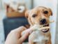 The Benefits And Harms Of Chicken Legs For Dogs