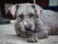 Diseases Of The Reproductive System Of Dogs: Causes And Treatment
