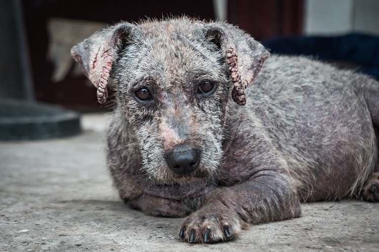 Diseases Of The Reproductive System Of Dogs