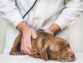 Distemper Virus For Dogs: Causes And Treatment