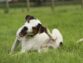 How To Get Rid Of Dog Lice