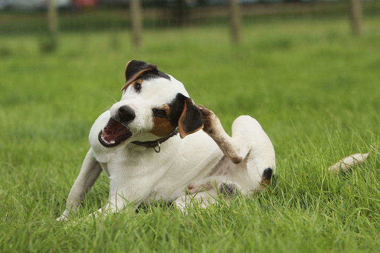 Dog Lice