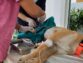 Dog Sterilization: Everything That May Interest You