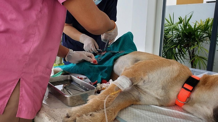 Dog Sterilization