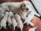 How Many Times Do Dogs Give Birth A Year?